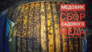 МЕДОВИК. СБОРА САДОВОГО МЕДА. Весна.