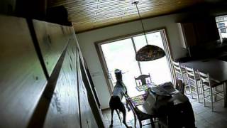 Ripley the Great Dane unlocks and opens door