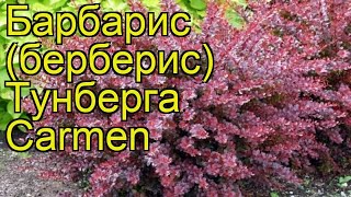 Барбарис тунберга Кармен. Краткий обзор, описание характеристик berberis thunbergii Carmen