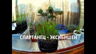 Спартанские условия для рассады лука Эксибишен