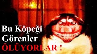 Smile Dog Laneti Hakkında Bilgiler