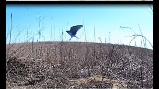 Ловля певчих птиц. Жаворонок и лучок.Неудачная охота.