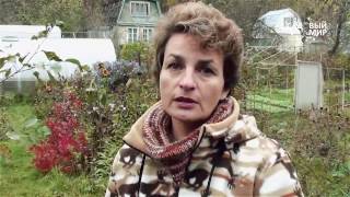Обрезка молодой яблони сучкорезом «Самурай». Сайт "садовый мир"