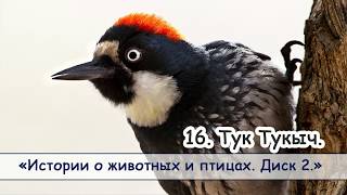 16. "Тук Тукыч"  - диск "Истории о животных и птицах №2" Новые рассказы 2018. МСЦ ЕХБ