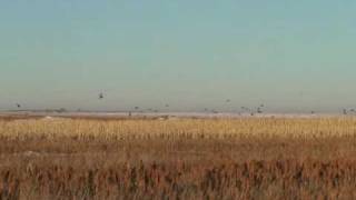 South Dakota pheasant hunting
