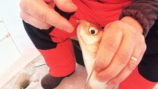 На течение нет глухозимья. Рыбалка 2019 на реке Волга.