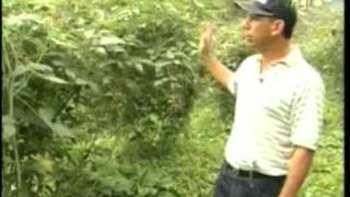El Cultivo de la Mora de Castilla