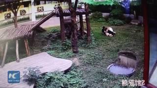 ЖЕСТЬ! Жестокое нападение панды на человека