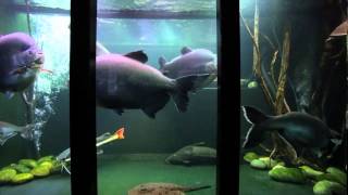 Jack Heathcote's giant tropical aquarium