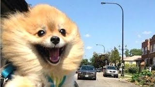 Recopilacion De Perros Chistosos 2018 - Trata De No Reir Con Este Video