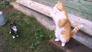 Русские коты отжигают!!УГАР!!!СМОТРЕТЬ ВСЕМ!!!))