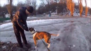 Американский стаффордширский терьер - собака-убийца. /Amstaffterrier is a killer dog
