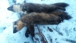 на куницу капканами. удачная охота (полное видео).Пахучая приманка.