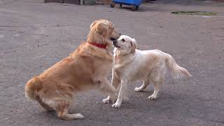 Настойчивый жених. Persistent groom. Ретриверы. Retrievers.