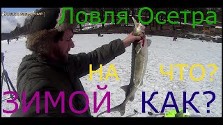 Как поймать осётра,стерлядь, зимой  в платных водоёмах СЕКРЕТЫ бывалых