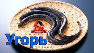 Русская рыбалка 4 Угорь на старом остроге  На что ловить угря