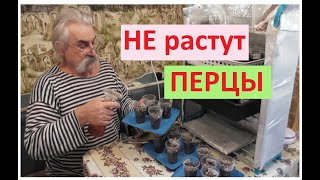 Плохо растут Перцы Причина