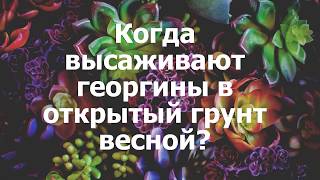 Когда высаживают георгины в открытый грунт весной?
