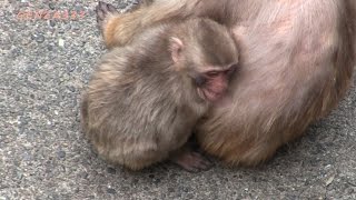 Cute Baby Monkey newborn : baby animal
