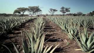Aloe Vera Organic Cultivation, liquid, juice, gel, powder & Curaloe brand - ACAP (formerly Aloway),