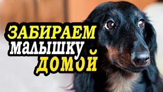 VLOG: Трогательная встреча с щенком/аэропорт/такса