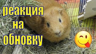 КАК СВИНКИ РЕАГИРУЮТ НА НОВЫЕ ВЕЩИ