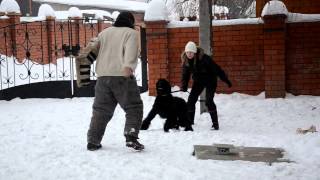 Ризеншнауцер Зайка отжигает :)