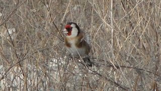 Щеглы / Carduelis carduelis