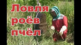 Ловля роев