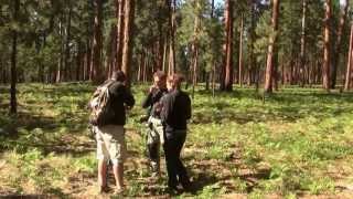 Field Biology: Ponderosa Pine Forest. Полевая практика: Сосновые леса (782sp)