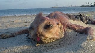 Sahile Vuran 6 İri Deniz Yaratığı