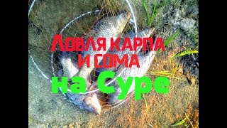 Ловля карпа и сома на реке Сура- Ловля на кукурузу и ракушку