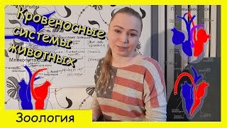 Урок биологии №33. Кровеносные системы животных.