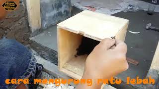 cara mengurung lebah ratu bagi pemula