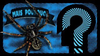 MAIS POURQUOI LES INSECTES NE SONT PAS GÉANTS ?!