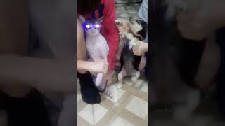 Спалили заживо кота. Смотреть до конца.
