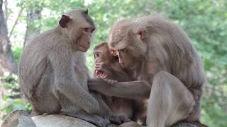 Orphan Baby Pigtail Monkey Mack Never Get Milk- Now He ask Female Pigtail Monkey For Milk