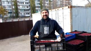 Фасовка клюквы