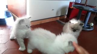 Giochiamo con l'acqua! Cuccioli di gatto siberiano ipoallergenici