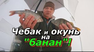 ПашАсУралмашА:-"Чебак и окунь на "банан""!