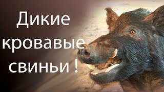 Дикие кровавые свиньи ! 18+ ( Blood and Bacon )
