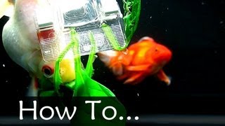 How To: Preparing Spinach For Your Goldfish