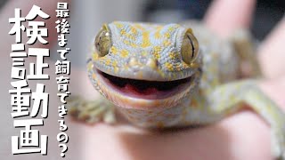 爬虫類達の餌を人工飼料に切り替える事にしました