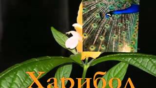 Червячок и Мантра Харибол Нитайгор