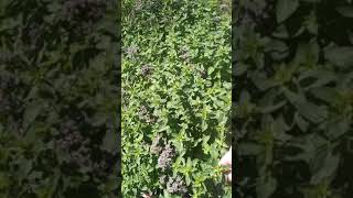 Май 2018г, обзор.