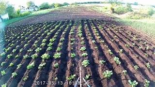 Прополка и окучивание картофеля ручным культиватором.