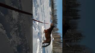 Очень глубокий снег на Урале. Лошадь в снегу. Видео про лошадей
