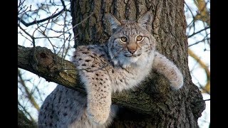 Как Рысь Ловит Зайца | Дикие Кошки #Охотятся