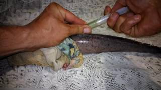 Оплодотворение икры клариевого сома часть 1 ! Fertilization of catfish caviar kleevage part 1