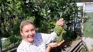 ВИНОГРАД в СИБИРИ! КАК ВЫРАСТИТЬ рассказывает НАДЕЖДА!